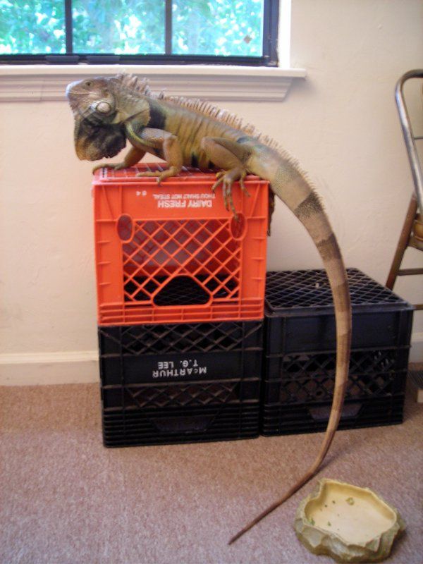 A pet green iguana named Marshall Banana standing on some milk crates and looking rad.  Just rad as all hell.