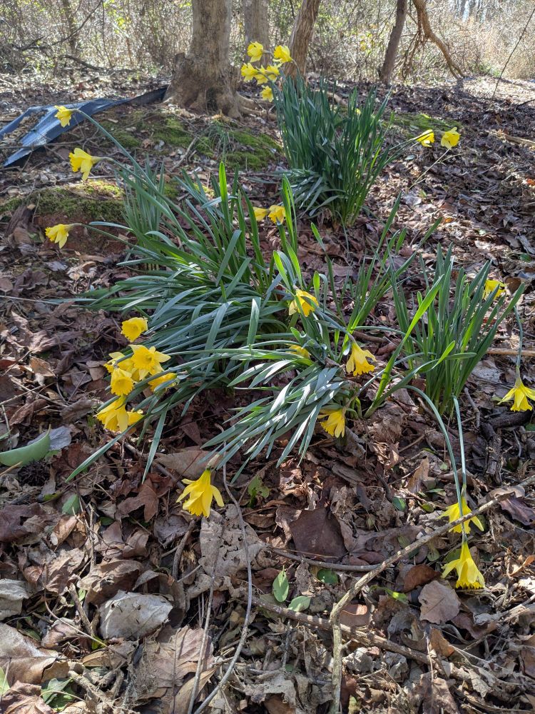 Yellow daffodils blooming in clumps in leaf litter. The flowers are blown over by the wind