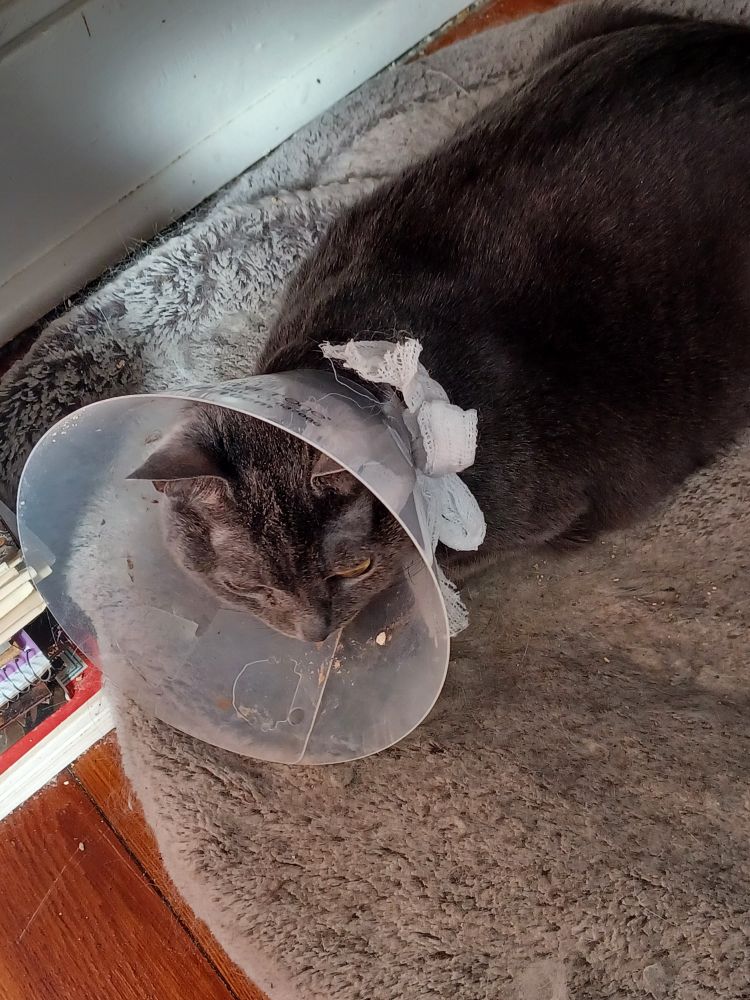 Gray cat on a cat bed with the cone of shame