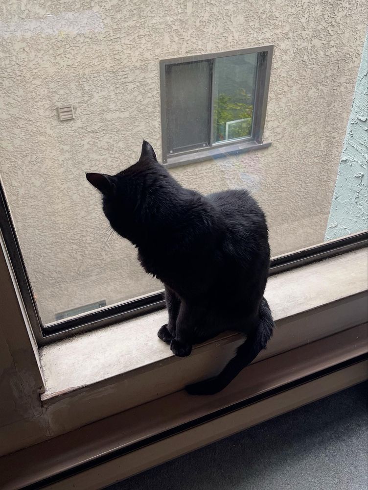 Black cat on windowsill looking outside.