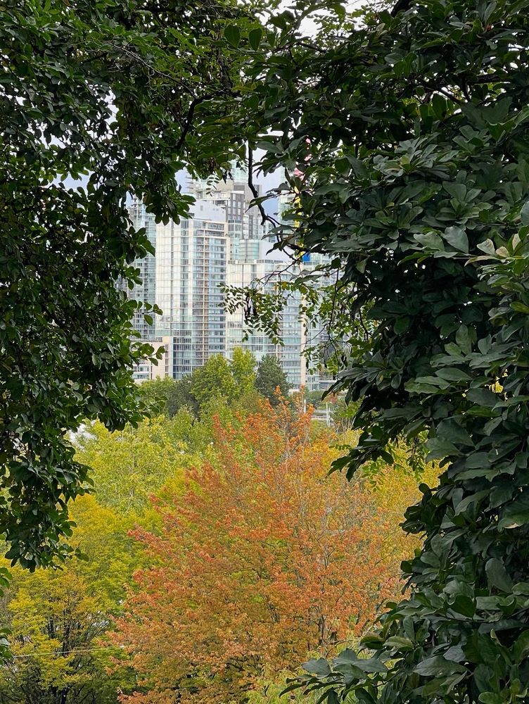 Skyline with trees in fall colours.