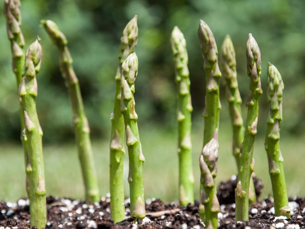 Asparagus plants growing out of the ground. There isn't anything to these plants other than the entire edible vegetable (at least above ground) so it just looks like somebody stuck some asparagus stalks into dirt.