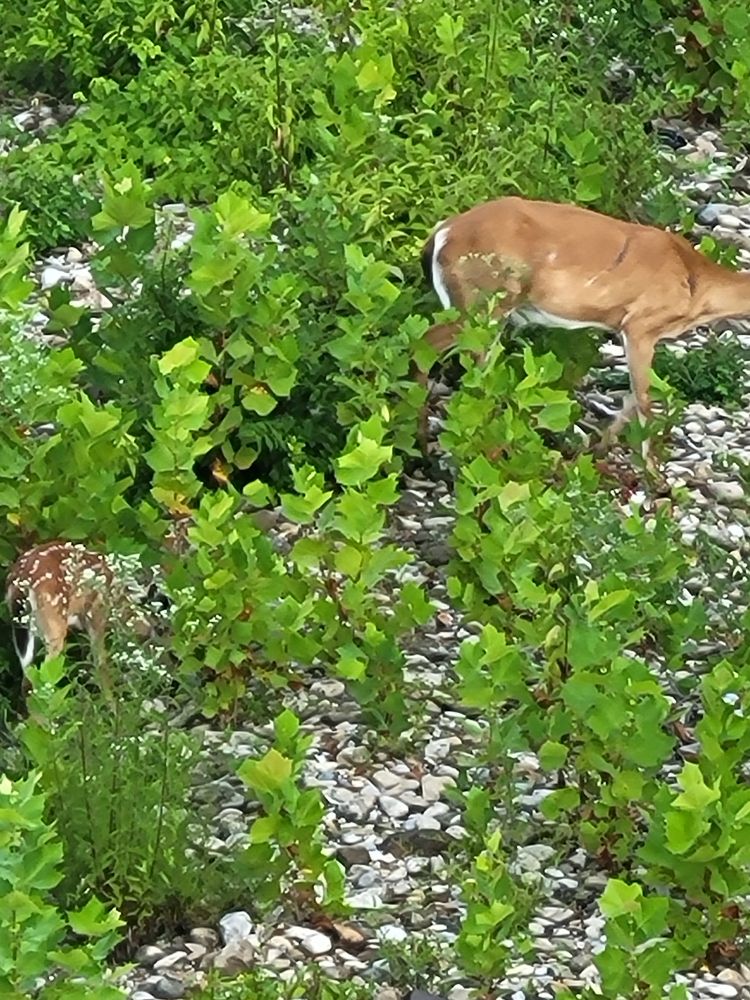 Picture of a doe and two fawns hidden in brush by the river