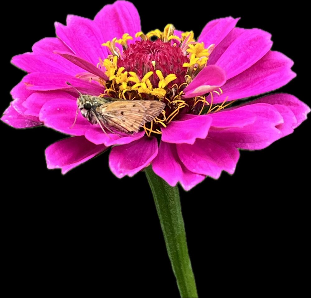 moth tucked into hot pink zinnia 