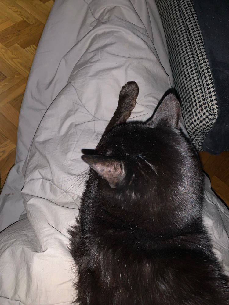 Another angle of Sacha laying on my legs