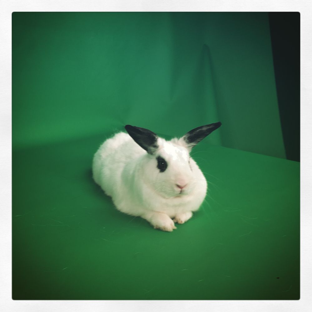 Feu Ursene Lapin le jour du tournage chez BuzzFeed France, il a fait la star et voulait que tout le bureau lui dise qu’il était beau.