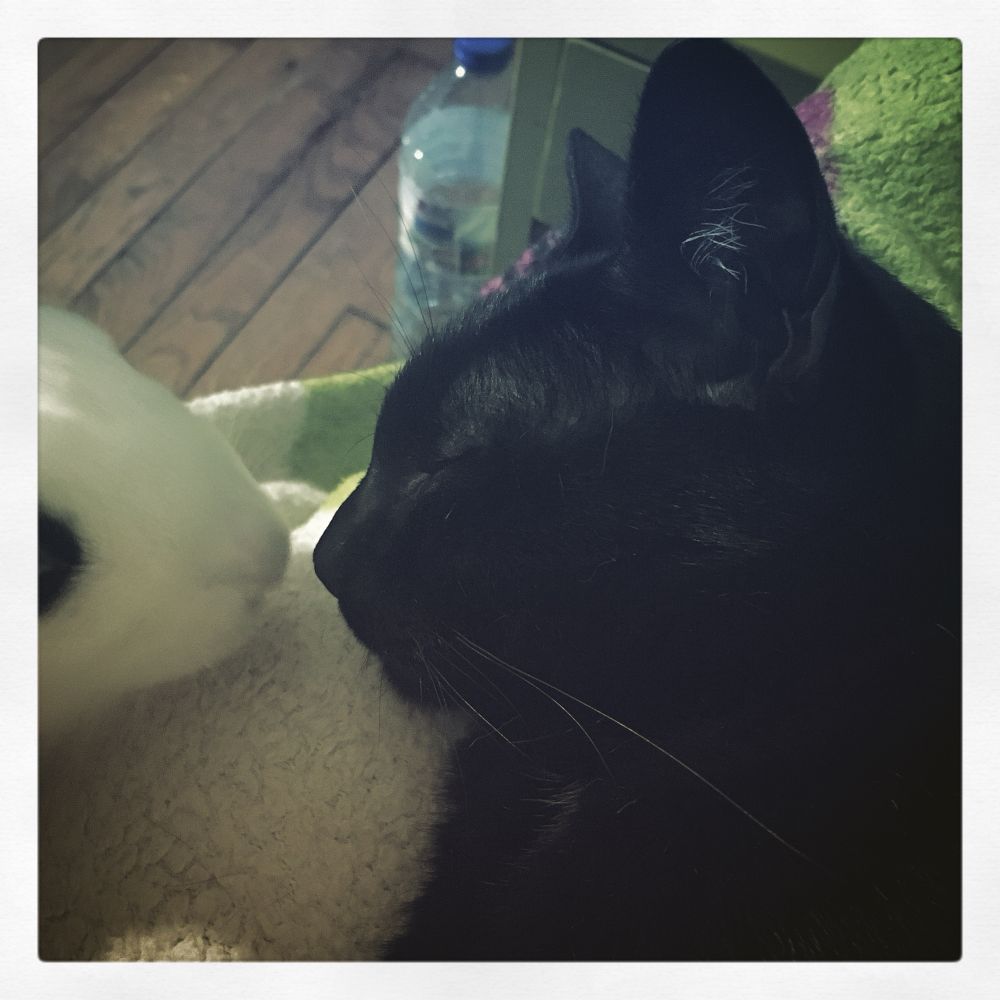 Feu Ursene Lapin qui fait des bisous à Sacha