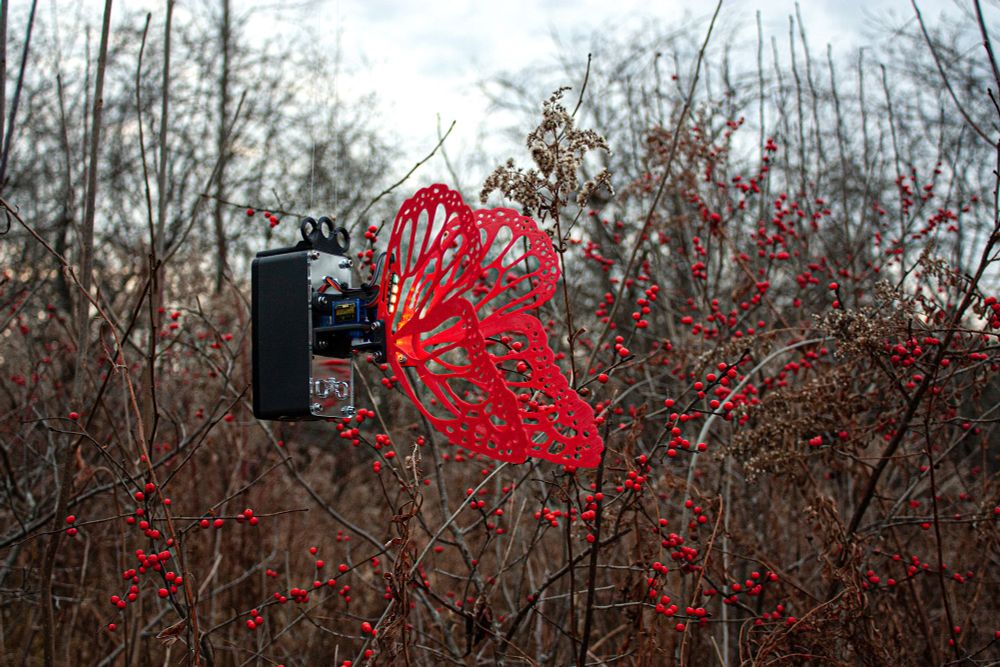 Robot Butterfly with red wings, hanging in a field with brown brush in the background, with bright red berries popping!