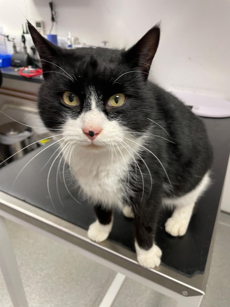 Cat rescued by Cats Protection at Shepton Mallet Vets