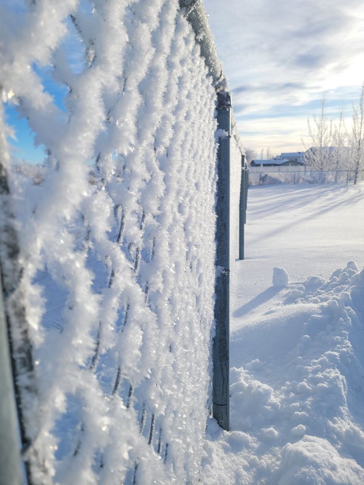 Close up of a frost covered fence in deep snow. The frost is an inch thick.