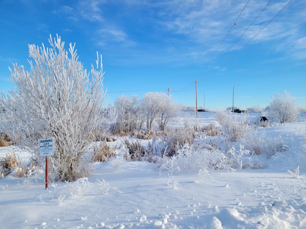 Frost-covered bushed and grasses in deep snowin front of a brilliant blue sky. Power lines in the upper corner, and a "Warning: Gas Pipeline" sign on a orange post sticking out of the snow in the bottom left.