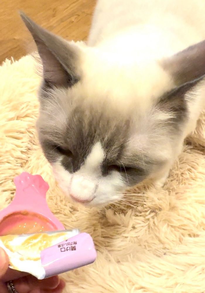 もふもふなクッション、気に入ってくれるかな？