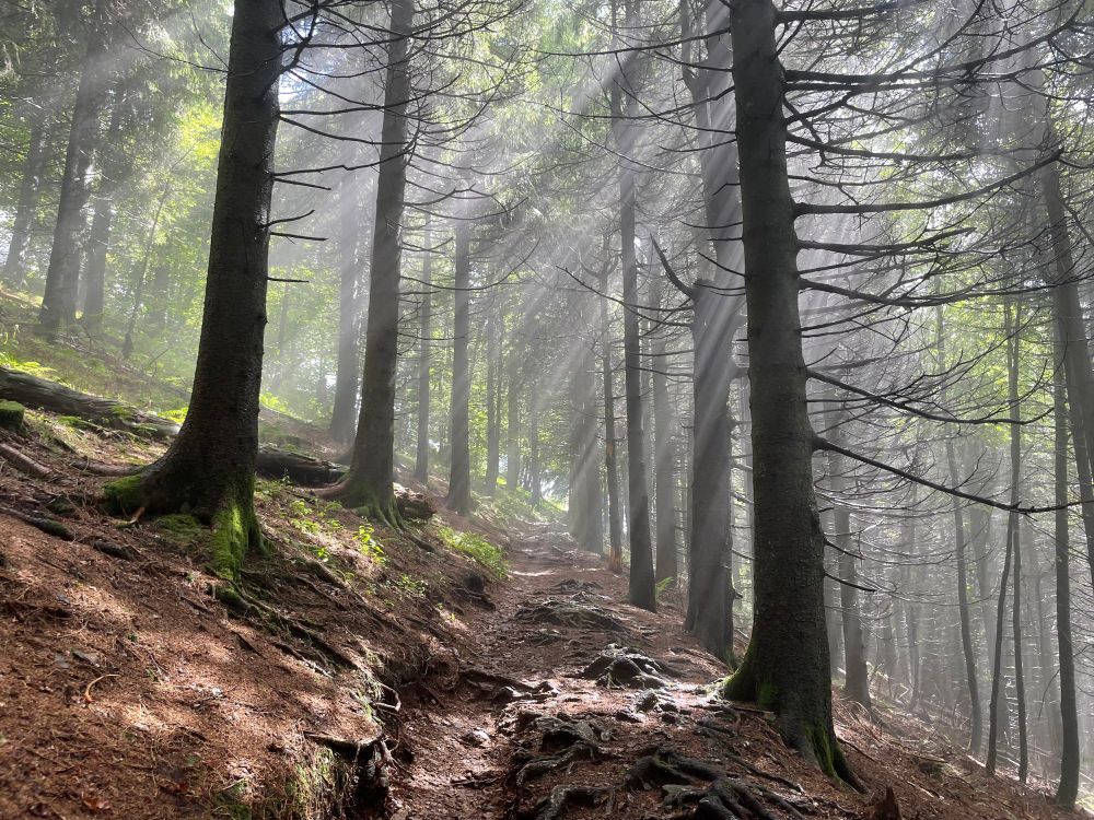 Waldpfad am Berg im Sommer, Lichtstrahlen brechen durch den aufsteigenden Dampf nach einem Schauer