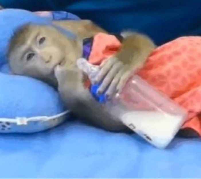 Macado deitado em cama segurando uma mamadeira com uma mão e um dedo na boca com olha pensativo