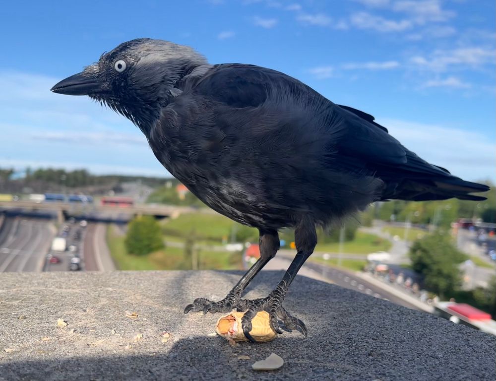 a jackdaw holds a open peanut, Eye wide noticing the camera. the sky is blue with mild clouds.