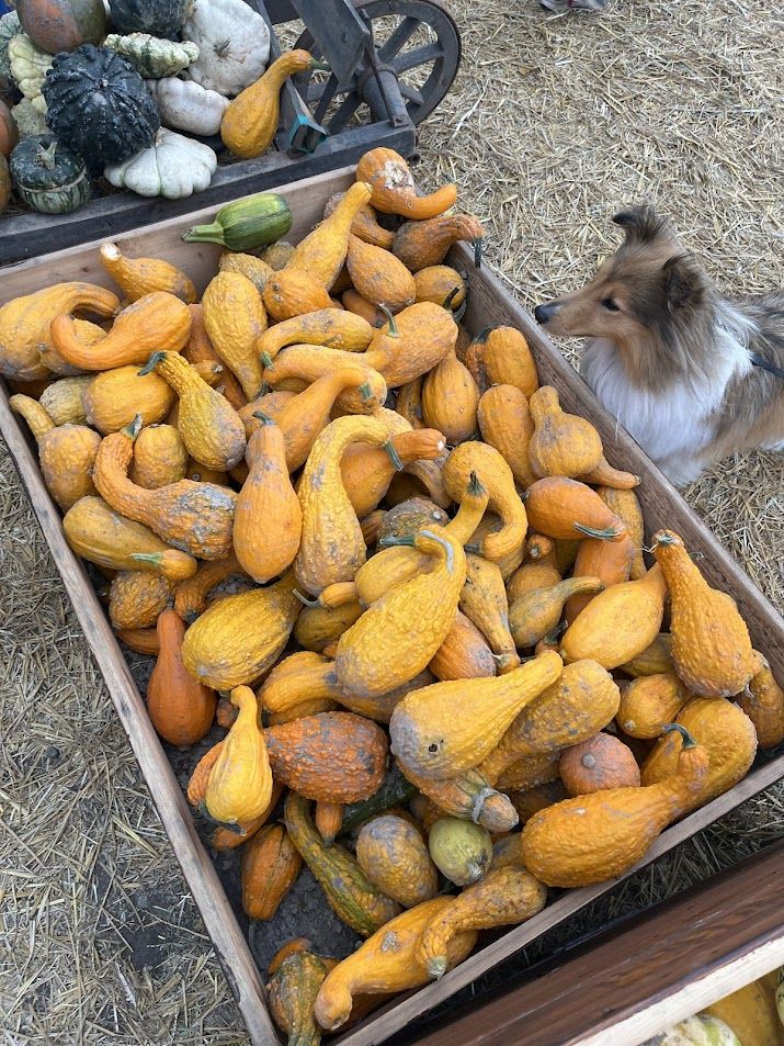 a dog is looking at some pumpkins that all look like ducks
