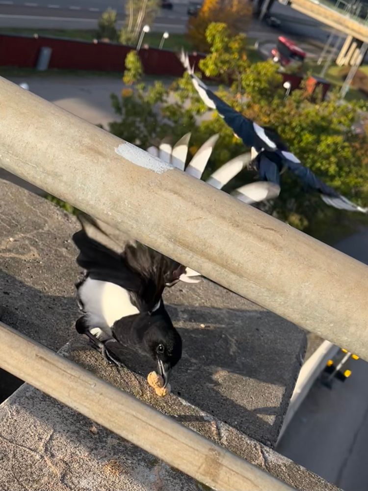 A magpie grabs a peanut inbetween a bridge railing while their partner flies away in the background 