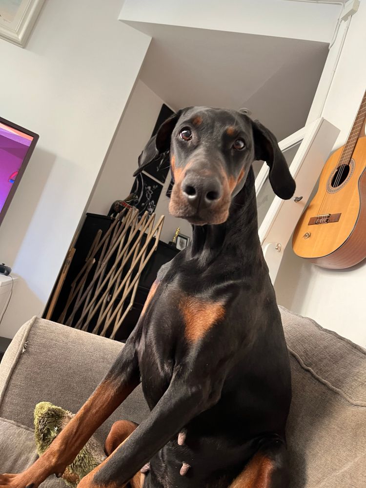 Dobermann sits in sofa and stares at camera with a confused look