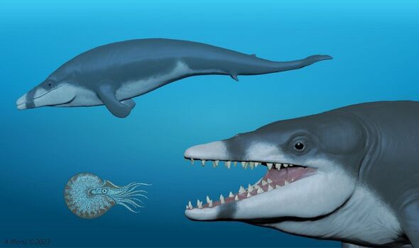 A  visualisation of how the extinct basilosaurid whale, Tutcetus rayanensis, might have looked 41m years ago on a good joyful day. Mouth open. Smiling. 
