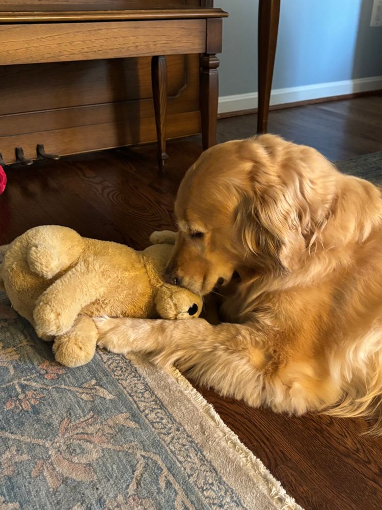 golden retriever, in profile, paws outstretched to hug her stuffed golden retriever toy 