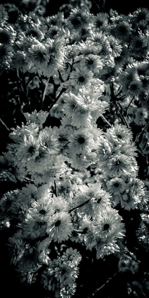 Monochromatic image of wildflowers encountered during a midday hike along the trail. 