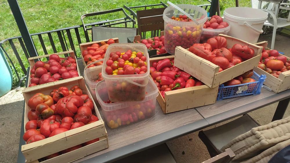 On a table, boxes and buckets filled with tomatoes of various shapes and colors. Approximately 80 kg of tomatoes.