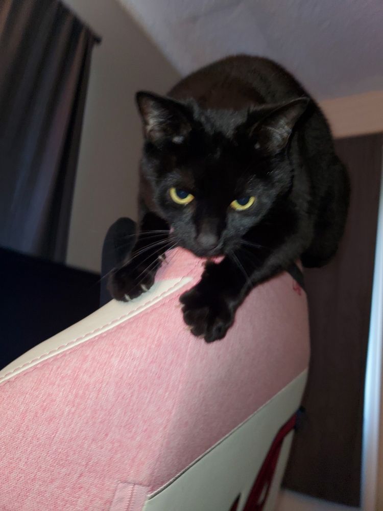 TERRIFYING BEAST ON TOP OF A GAMING CHAIR READY TO KIIILLL