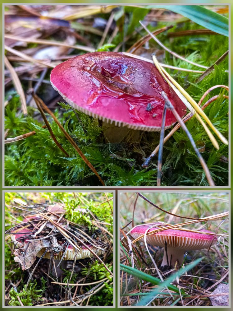 The photograph depicts a Russula mushroom (Russula russula) in a forest environment. The image consists of three parts, showing the mushroom from different angles.
Top: A close-up of the mushroom with a bright pink or reddish cap covered in droplets of moisture. It grows among moss and fallen pine needles.
Lower left: A side view of the mushroom, partially obscured by forest debris, allowing its light-colored stem and gills to be seen.
Lower right: A clear side view of the mushroom, clearly showing the white gills under the cap and the white stem growing from moss and grass.
The mushroom has characteristic features of the Russula genus: a lamellar cap and a white stem. Some Russula species can have brightly colored caps.