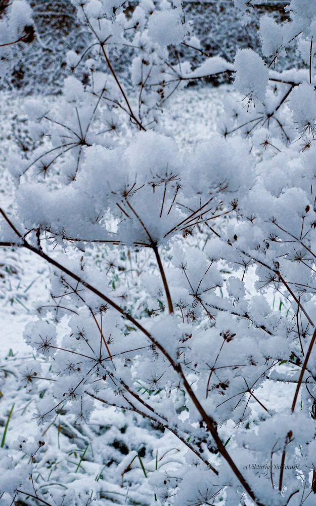 The photograph shows a close-up of dried plant structures covered in snow. These are likely the seed heads of clematis or wild carrots, which have a characteristic star- or umbrella-shaped form.

Main Subject: The focus is on numerous brown stems and inflorescences, covered in a thick layer of white snow.

Plant Detail: The seed heads are composed of numerous small tendrils or "parachutes" that help disperse the seeds by the wind. Snow accumulates on these structures, creating a fluffy, wintry appearance.

 Background: The background is blurred and also covered in snow, with small patches of green grass visible at the bottom of the frame.

Atmosphere: The image conveys the quiet, frosty atmosphere of a winter day.