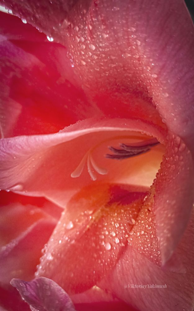 This photograph shows a close-up of a gladiolus flower (Gladiolus ×hybridus) with water droplets on its petals. Delicate texture of the petals and the inside of the flower, including the stamens, covered in tiny droplets of dew or water, giving the photo a fresh and detailed look. 
Gladiolus, also known as the sword lily. 
The name "gladiolus" comes from the Latin word gladius, meaning "sword", due to the shape of the leaves, which resemble swords. 
This flower symbolizes bravery and courage, and in ancient Rome, gladiators attached its buds to their armor as a talisman. 
Gladiolus flowers usually begin blooming in mid-August and can continue until mid-October. 
Different colors of gladioli have their own meanings: red symbolizes love and passion, pink - grace and femininity, and white - purity and innocence