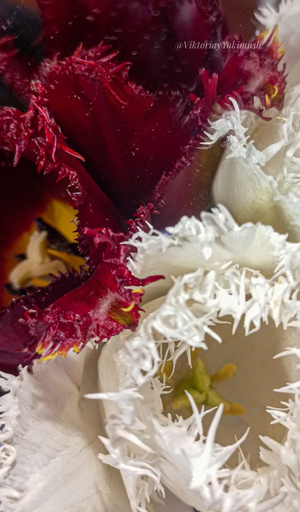 In the photo (close up) there are two fringed tulips, red (burgundy) and white