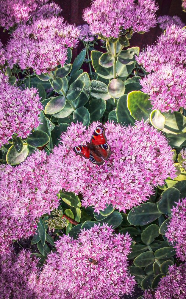 The photograph shows a Peacock butterfly and a bee on a flowering plant, presumably Hylotelephium spectabile, formerly Sedum spectabile. The plant has large inflorescences of small pink or purple flowers, collected in dense corymbose inflorescences. The leaves of the plant are fleshy, light green. On one of the inflorescences sits a butterfly with characteristic red and black patterns on its wings. The photograph is taken close-up, focusing on the butterfly and flowers.