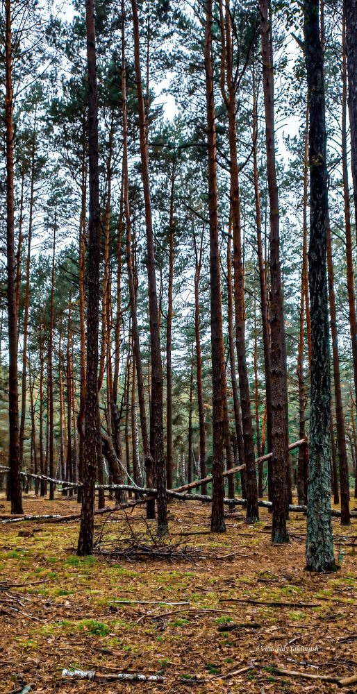 The photograph depicts a pine forest. Tall, straight tree trunks reaching upward are visible. The ground is covered with fallen pine needles and moss. Fallen trees and branches lie in the foreground and deep in the forest. The lighting is soft, creating a calm atmosphere.