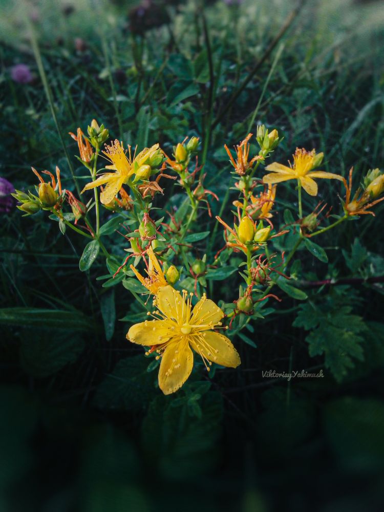  The photo shows a close-up of the flowering plant St. John's wort (Hypericum perforatum). The plant has bright yellow five-petaled flowers with numerous stamens, some of which are covered with small drops of dew or moisture. The flowers are collected in inflorescences at the tops of the stems. The leaves are oblong, sessile, with characteristic translucent punctate glands that are visible when held up to the light. The background of the photo is blurred and represents green grass and other vegetation, which creates the effect of depth of field and focuses attention on the plant.