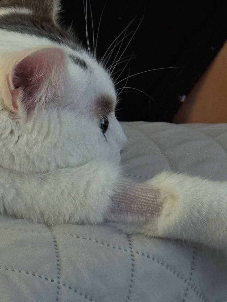 Cat laying with his leg extended, showing a shaved area on the leg.