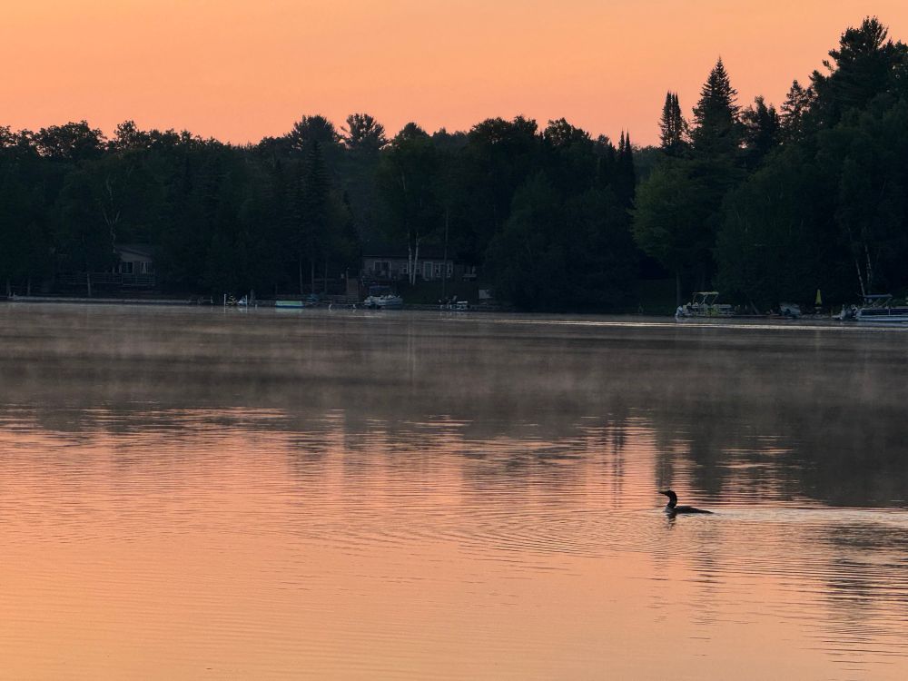 Early morning with a loon swimming on a still lake. The sky has an orange hue.