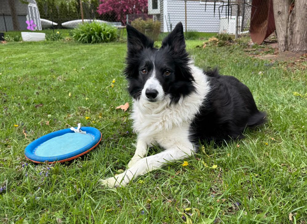 Black and white border collie named Haruka sitting by a frisbee 