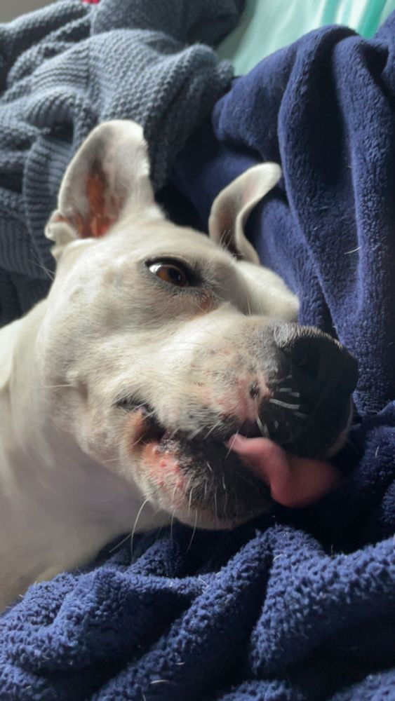 Snoopy dog waking up with a blep