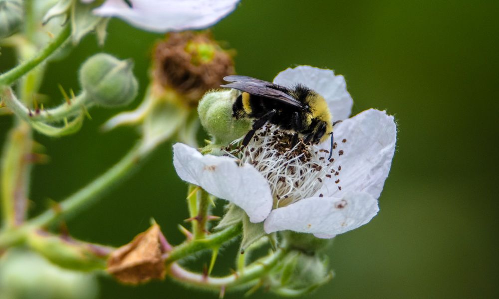A bumblebee in a blackberry flower