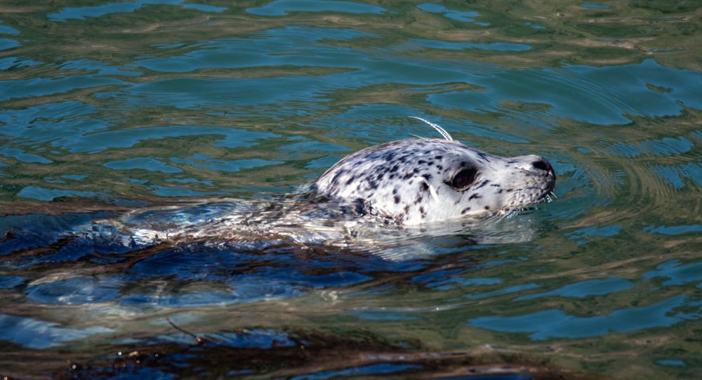 An up close photo of a harbor seal, in side profile view 