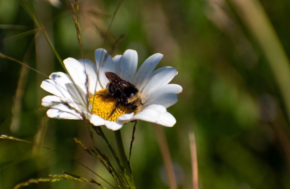 A bumblebee in an aster flower