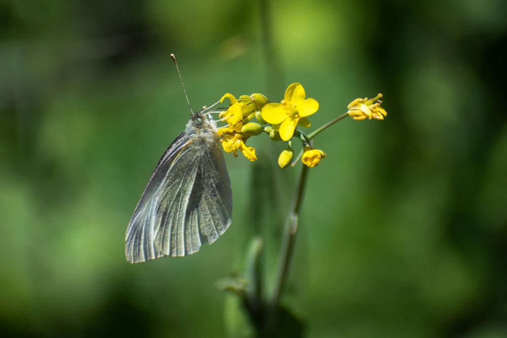 A white-grey butterfly perches on a yellow flower