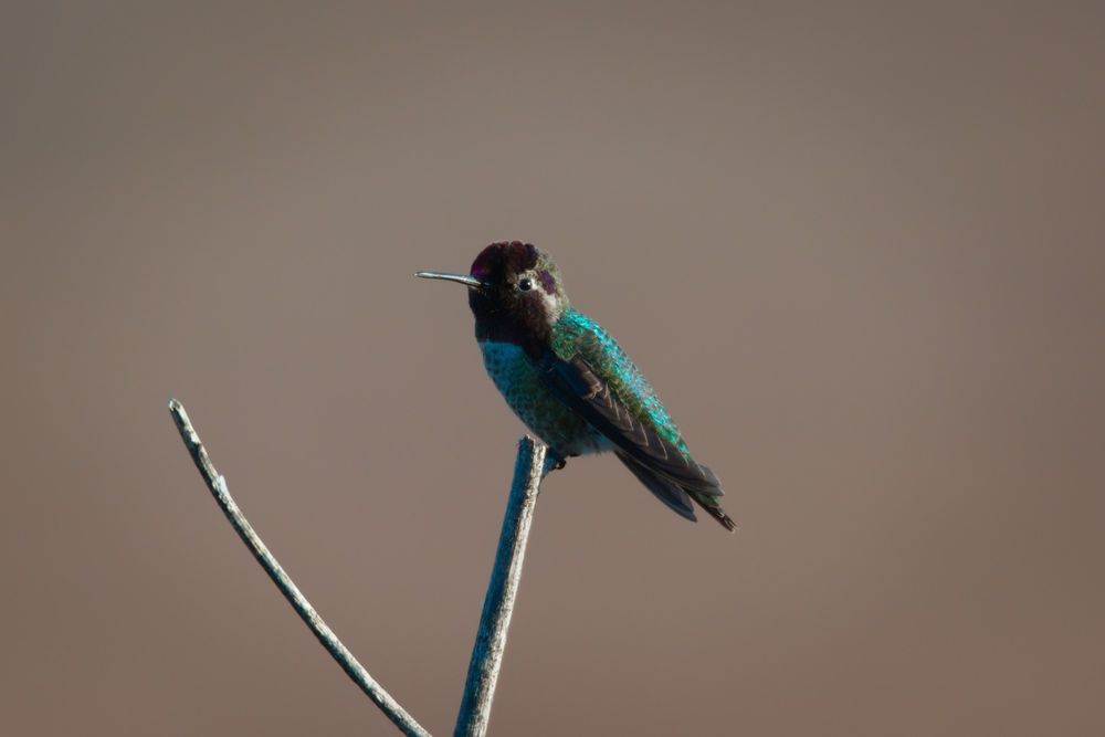 A hummingbird with iridescent blue-green and pink feathers 