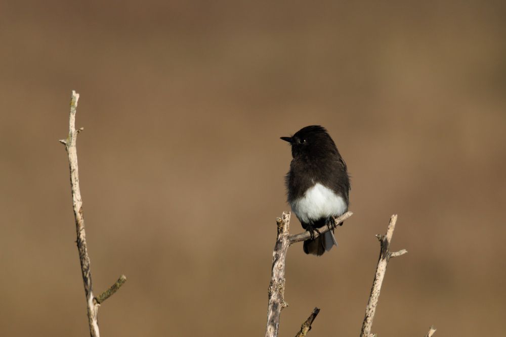 A black phoebe perched on a branch