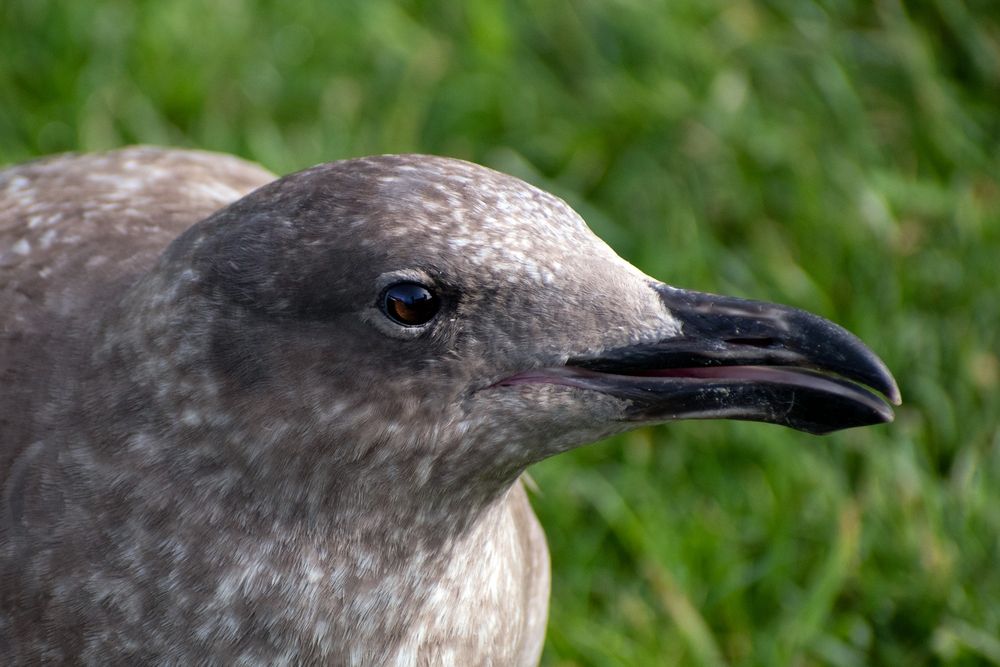 A close-up of a juvenile seagull