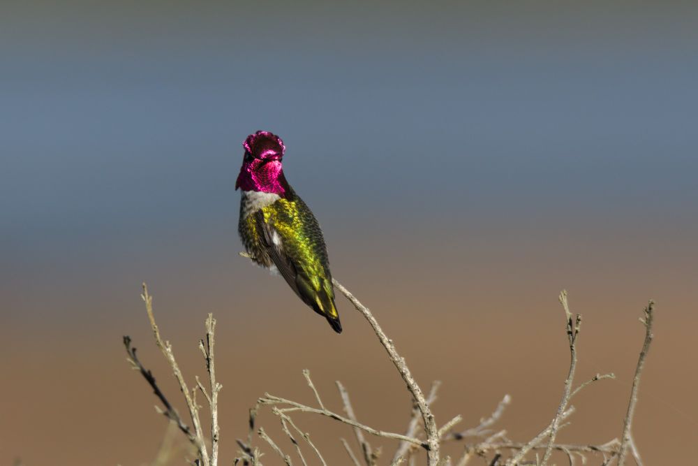 An Anna's hummingbird with iridescent green and magenta feathers 