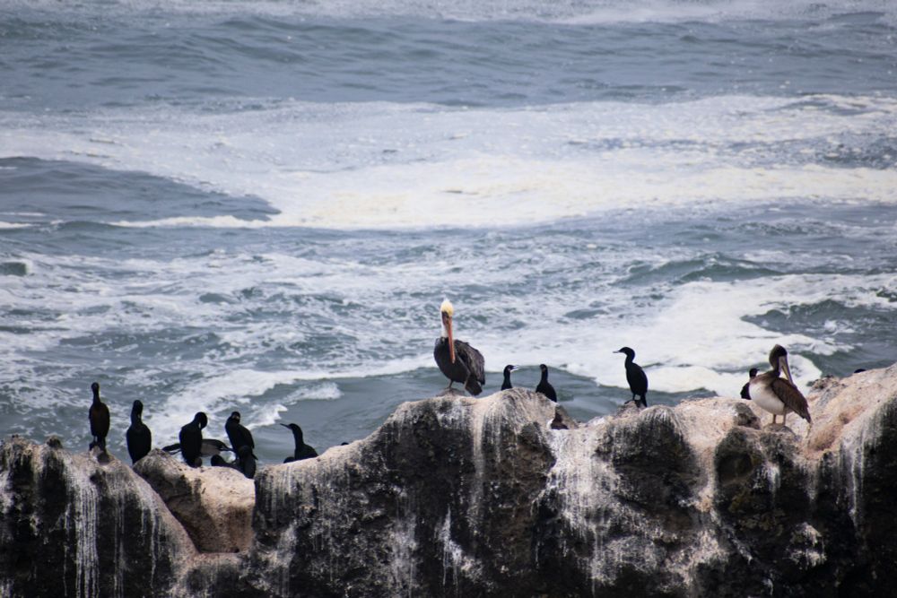 A group of murres and a pelican on a rock against an ocean backdrop
