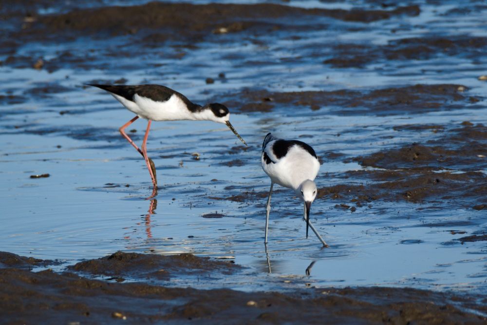 A wading black-necked stilt and American avocet