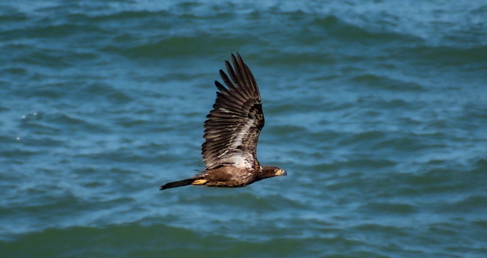 Profile shot of a juvenile bald eagle against an ocean background 