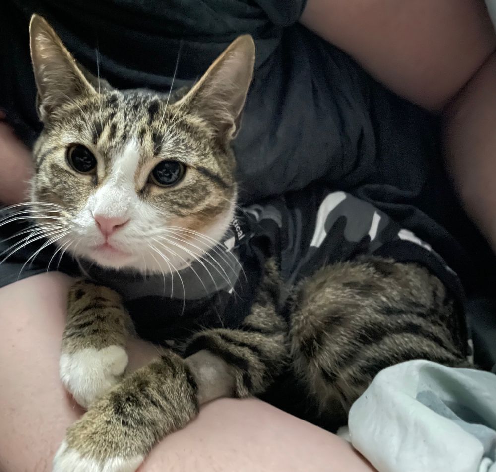 A tabby kitten with white nose and feet and a black camo surgery suit on her body sits nestled in the arms of her human and looks fairly placidly at the camera. She’s feeling much better today. 